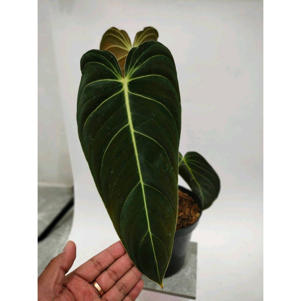 Sindo - Philodendron Melanochrysum