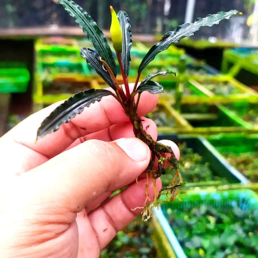 Sindo - Bucephalandra King Crocodile Rizom Live Plant E185I3Z8PM