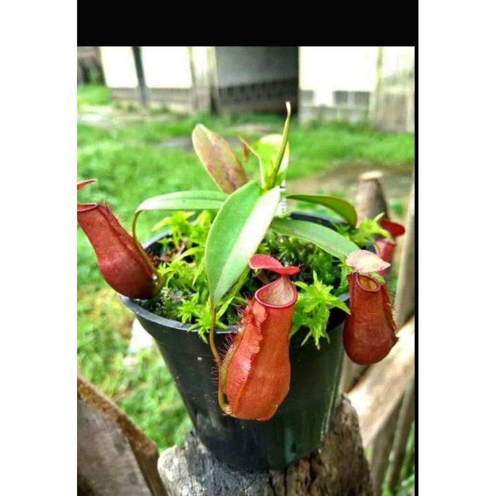 Nepenthes neglecta red