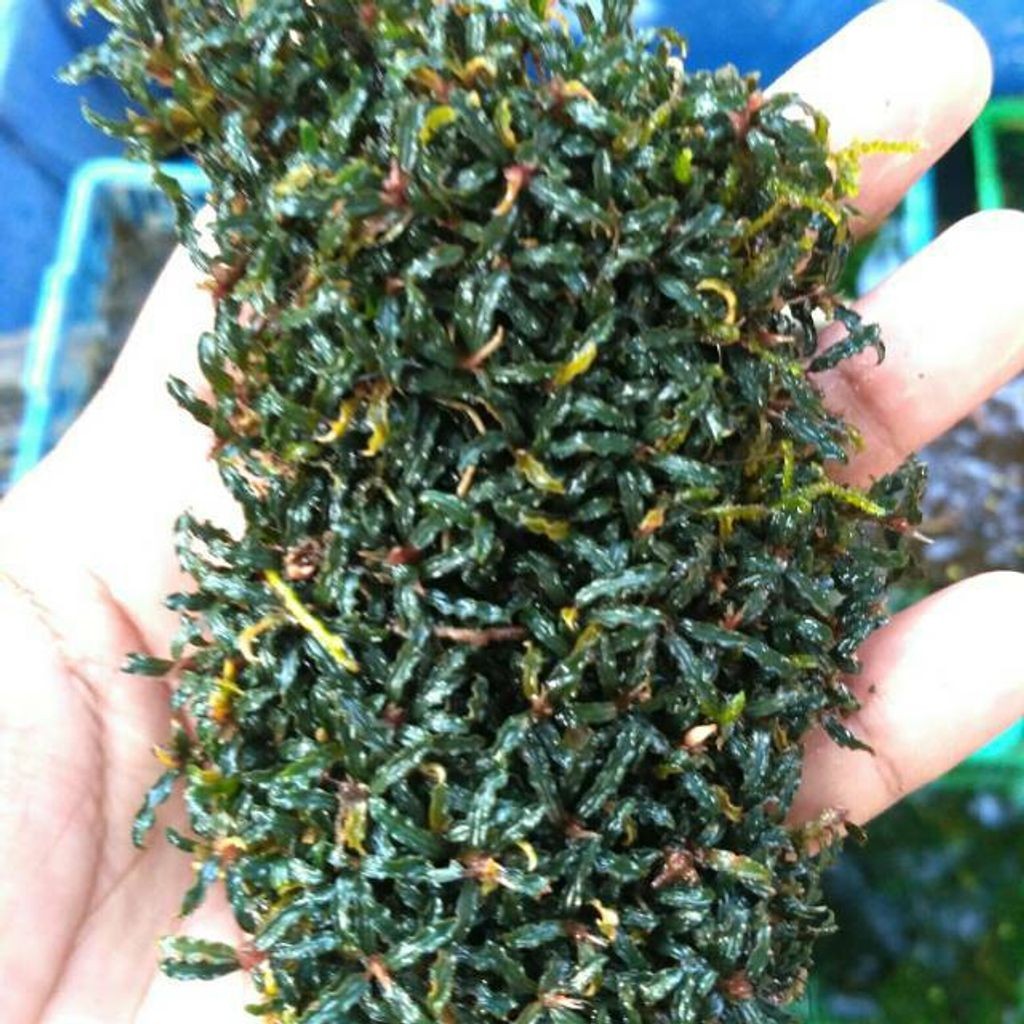 Sindo - Bucephalandra Supermini Micro Catherine per clump Live Plant RDGI3SIP5K
