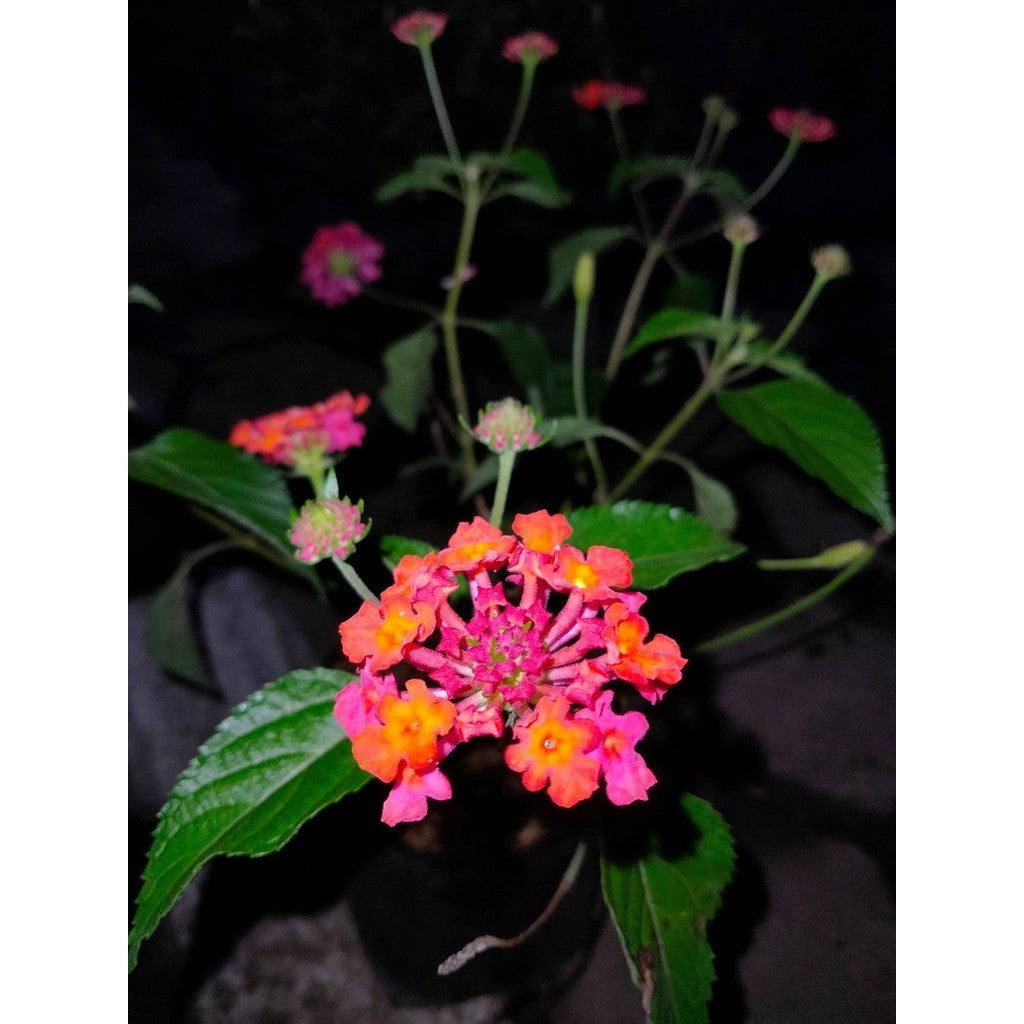 Sindo - Red Lantana Live Plant QMVKA3LTVI