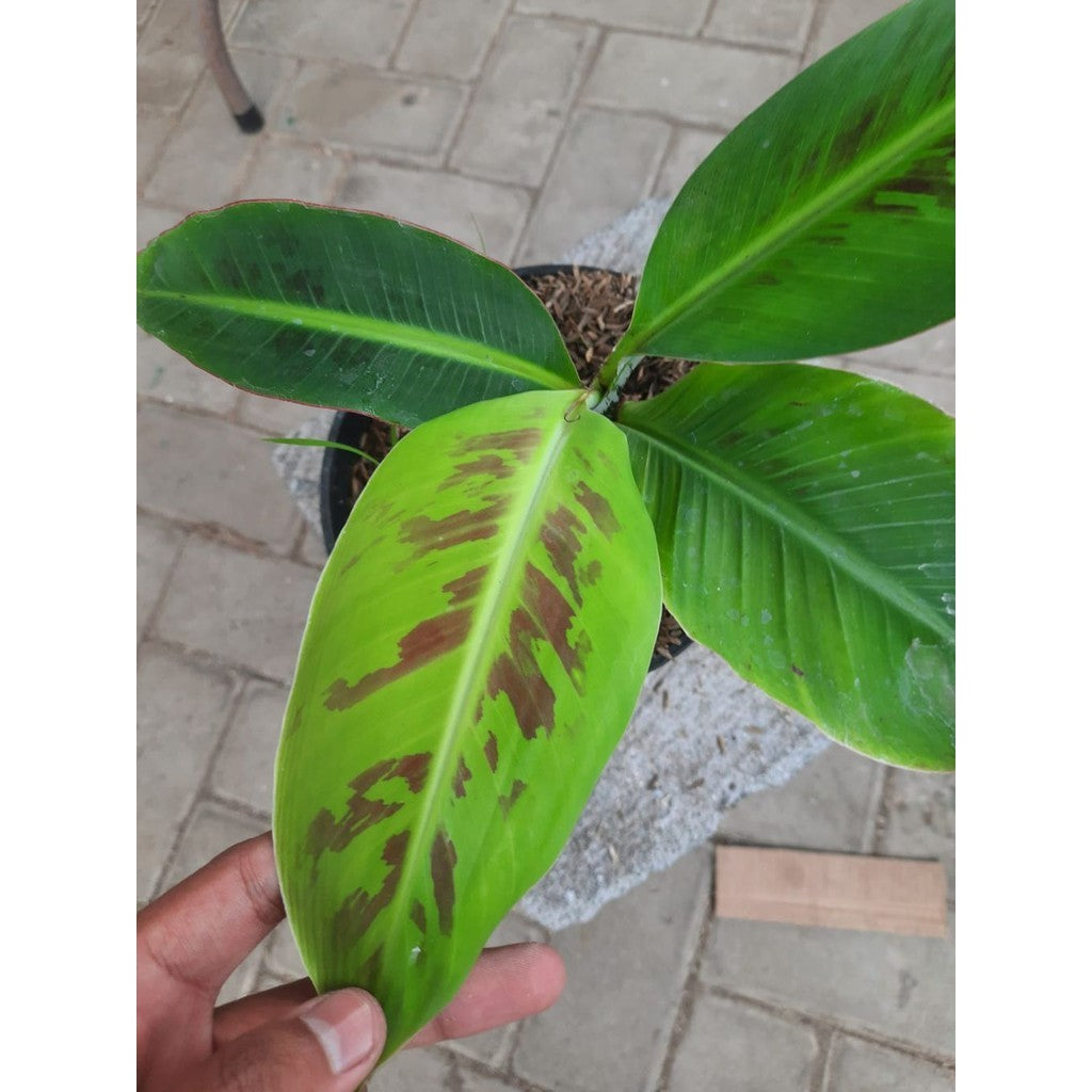 Sindo - Musapisang Tanduk Live Plant AYLWQWXV65