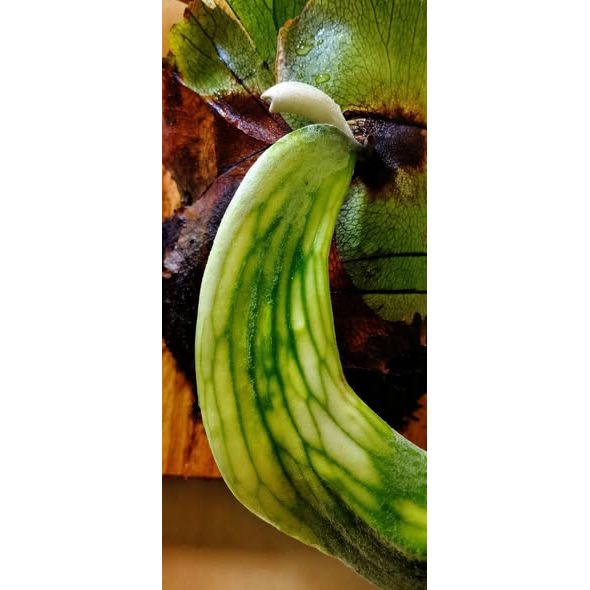 Sindo - Platycerium Willinckii Variegata | Rare Variegated Staghorn Fern (Small Size)