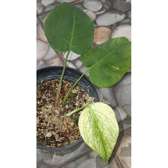 Monstera White Monster Rare Variegated Premium Plant