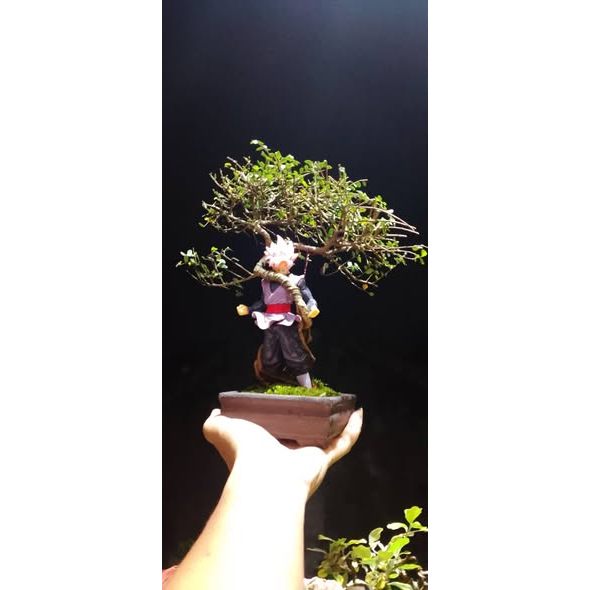 Chinensis elm