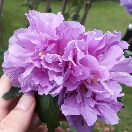 Anthurium Angel Wings Variegated Rare Premium Plant