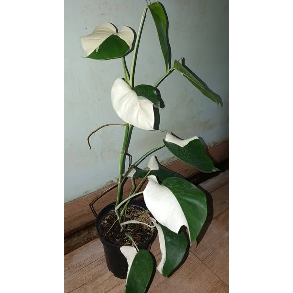 Monstera Albo Halfmoon Type Variegata Rare Premium Plant