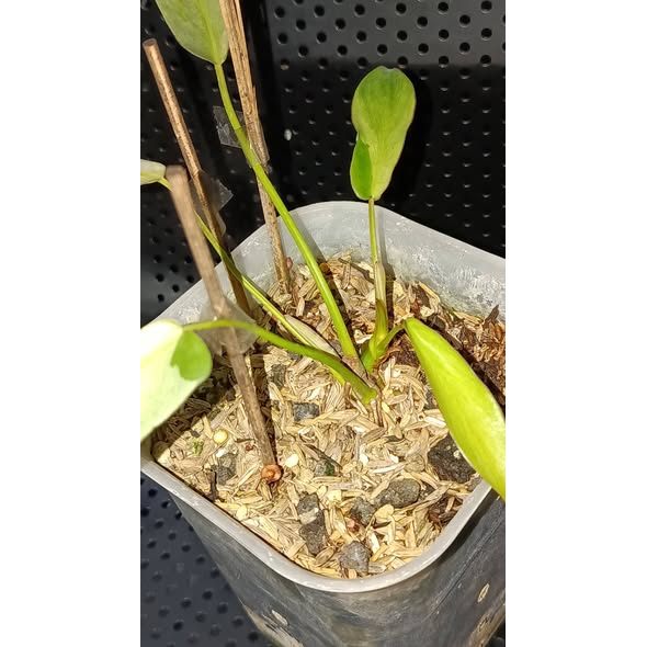 Philodendron Leland Miyano Variegated Rare Premium Plant