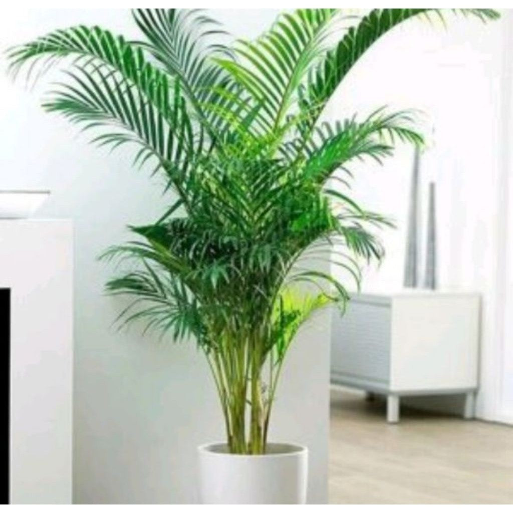 Golden Areca Palm / 金黄散尾葵 / Palem Kuning / सुनहरा पाम – Air Purifying, Easy Care, Indoor Friendly, Tropical Green, Healt