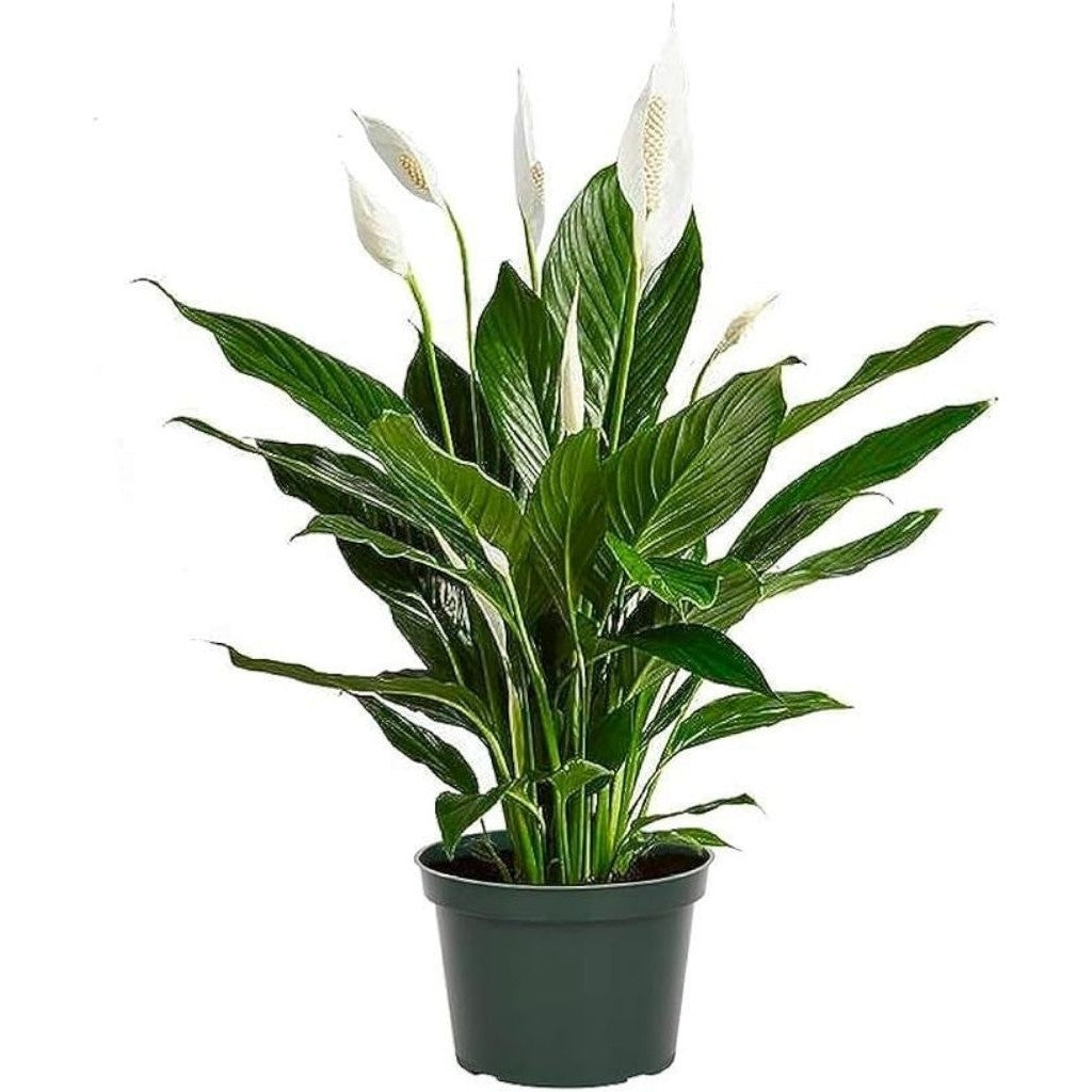 Peace Lily / 白鹤芋 / Lili Damai / पीस लिली – Air Purifying, Elegant Blooms, Low Maintenance, Shade Loving, Health Booster