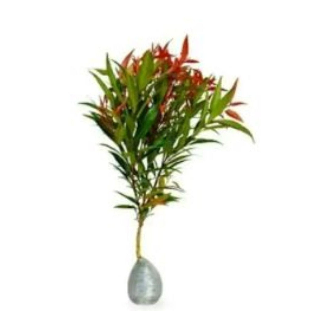 Red Shoot Plant / 红叶柳 / Pucuk Merah / लाल पत्तों वाला पौधा (Singapore: Red Tip Syzygium) – Colorful Leaves, Fast Growing
