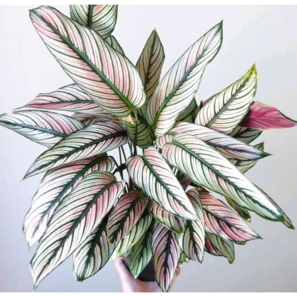 Calathea White Star / 白星美人蕉 / Pokok Meranti Bintang Putih / कैलाथिया व्हाइट स्टार पौधा (Singapore: White Star Calathea)