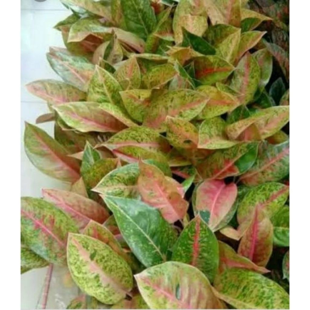 Aglaonema Big Roy / 红皇后万年青 / Pokok Aglonema Big Roy / अग्लोनेमा बिग रॉय पौधा (Singapore: Big Roy Aglaonema Plant) – Vibr
