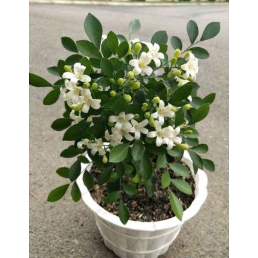 Bunga Kemuning / Orange Jasmine / 月橘花 / Bunga Kemuning Herbal / कमुनिंग फूल – Fragrant, Medicinal, Air Purifying, Easy G