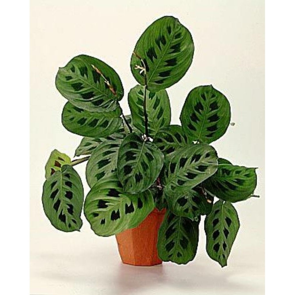 Calathea Meranti Levonero Totol / 斑点美人蕉 / Pokok Meranti Totol / कैलाथिया पौधा (Singapore: Calathea Leopardina) – Air Pur