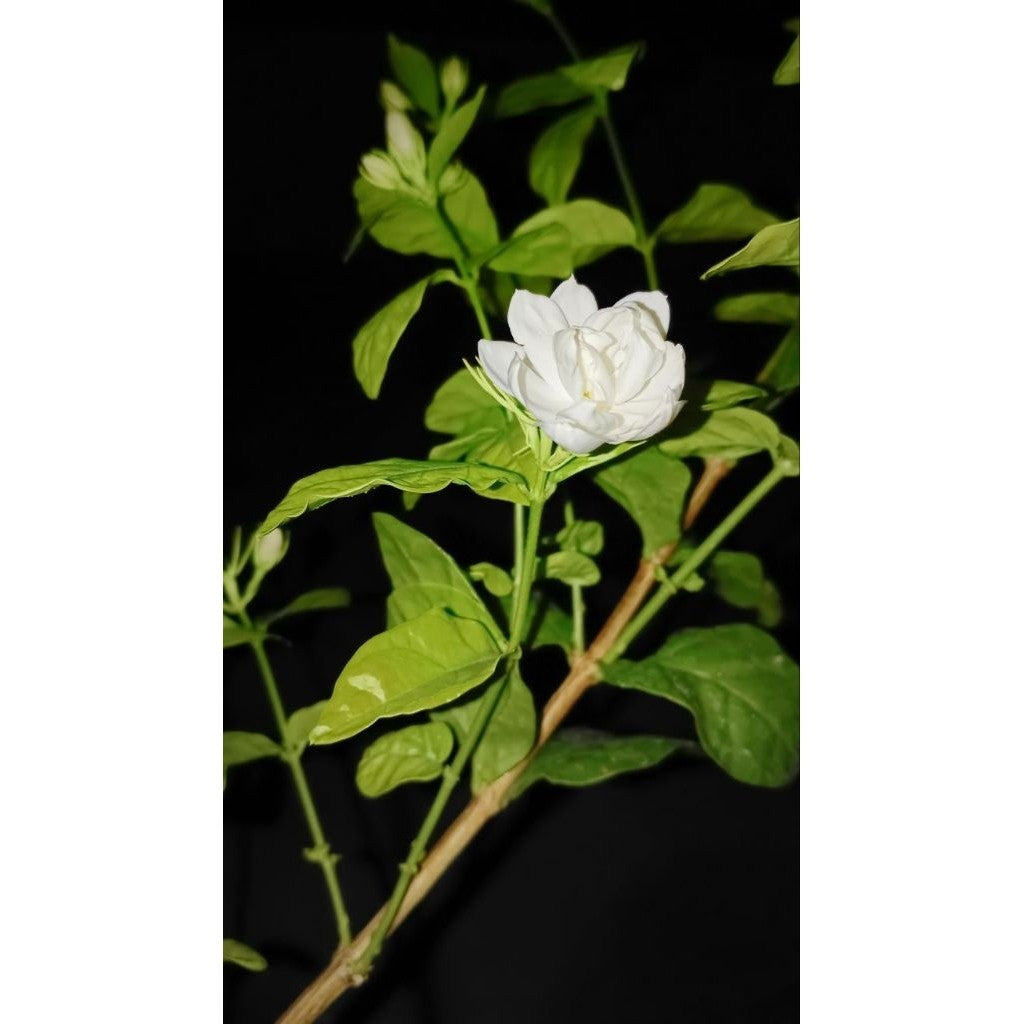 Arabian Jasmine / 茉莉花 / Melati Wangi Kampung / चमेली का फूल – Fragrant Blooms, Easy to Grow, Long Flowering, Tropical Ha