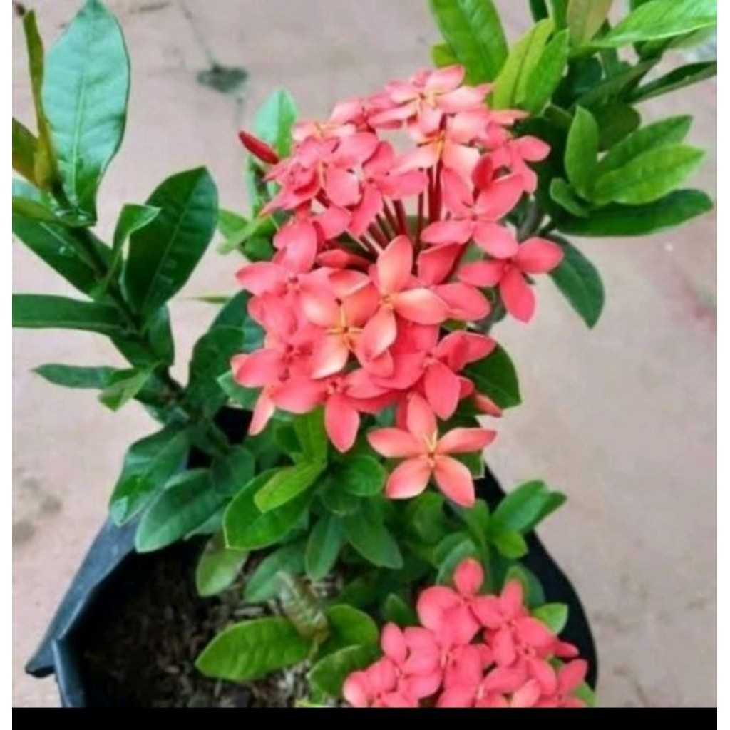 Ixora Red Flower / 新加坡山丹花 / Bunga Asoka Singapura / अशोक फूल – Bright Red Blooms, Long Lasting, Easy Care, Butterfly Fri