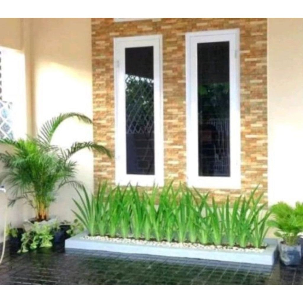 Yellow Louisiana Iris / Airis Bunga Kuning / 路易斯安那黄鸢尾花 / पीला आइरिस पौधा – Bright Blooms, Easy Care, Water-Loving, Long-