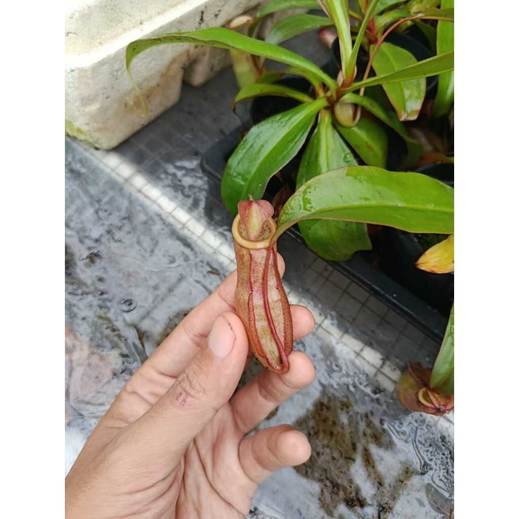 Nepenthes mirabilis x thorelii x giant tiger x alata x truncata