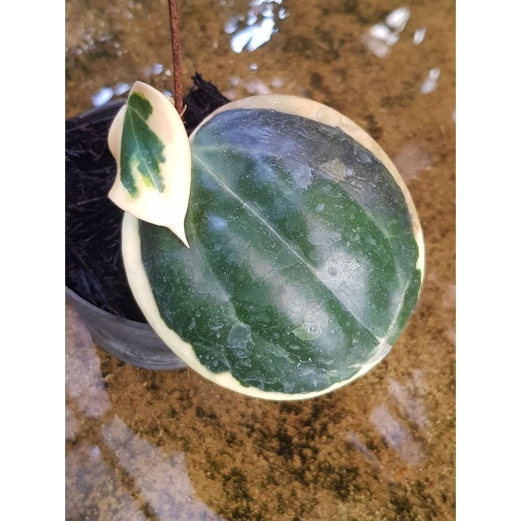 Hoya latifolia from ciamis