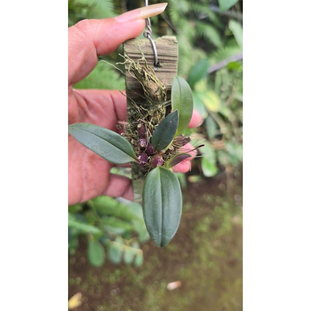 Bulbophyllum cyboglossum by Anita