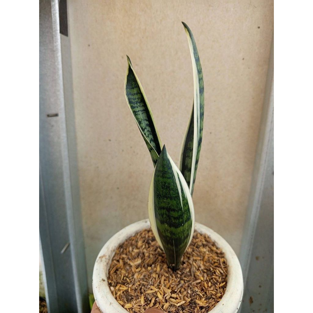 Sansevieria White twist Price by Thie Julpa
