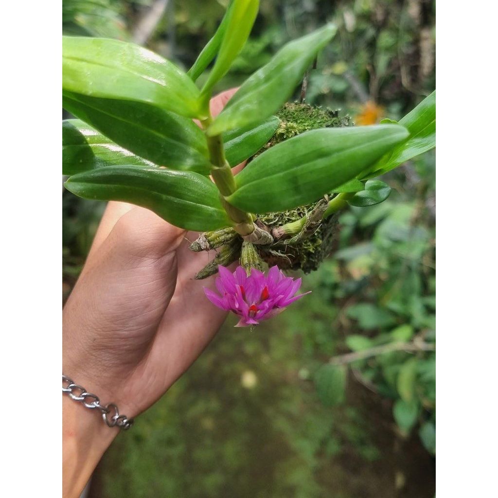 Dendrobium Bracteosum by agung jihan