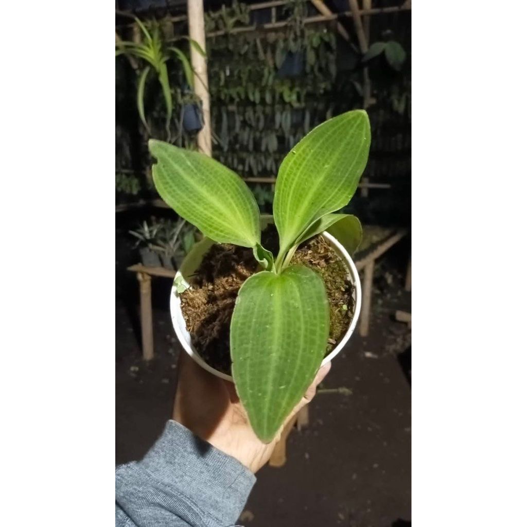 Ludisia discolor "Jewel Orchid" (papua) by Andika