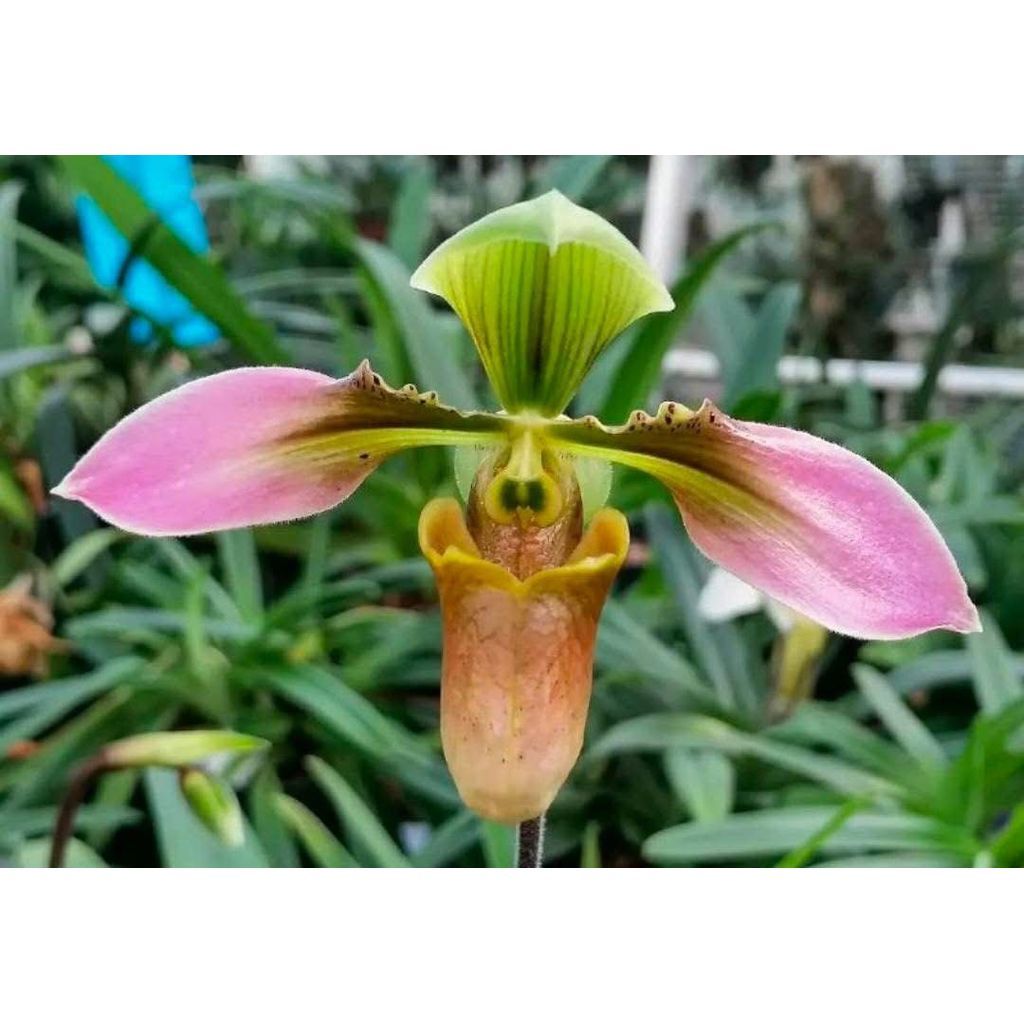 Paphiopedilum Bullenianum by ZamZam Plant