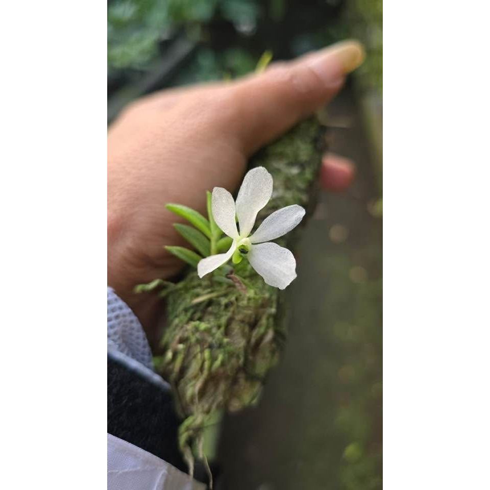Tricoglottis bigladulosa by Nafisa
