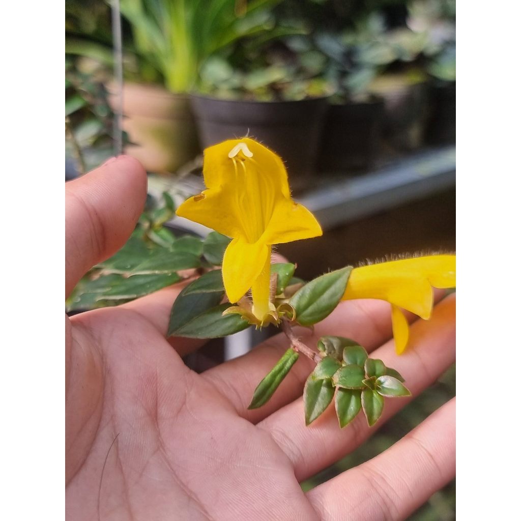 lipstick yellow by agung