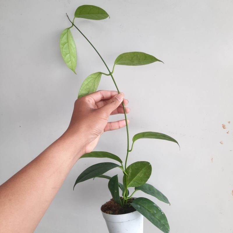 Hoya coriacea