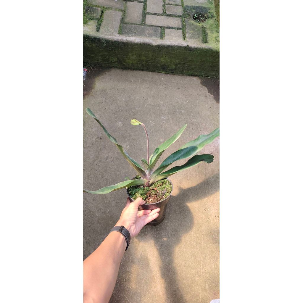 Paphiopedilum Victoria reginae by zamzam plant