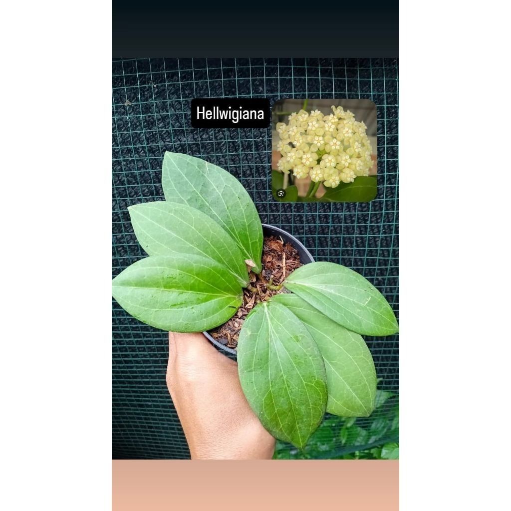 Hoya Hellwigiana