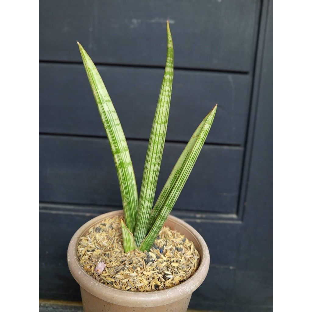 Sansevieria Flha Java 20 cm by Thie Julpa