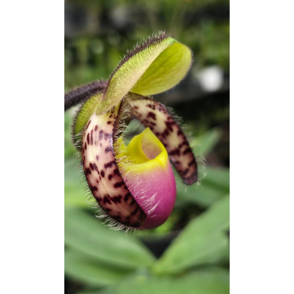 Paph bengkuluenses one pot by Anita