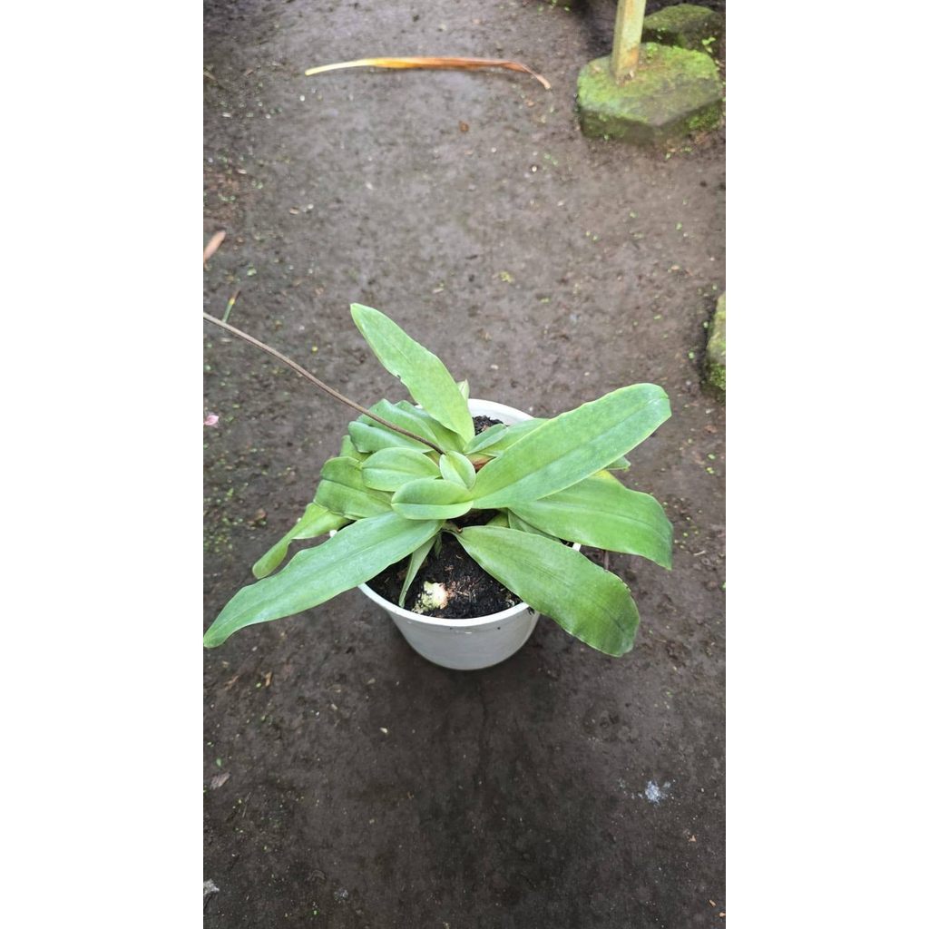 Paph moquetianum in pot 4 pcs