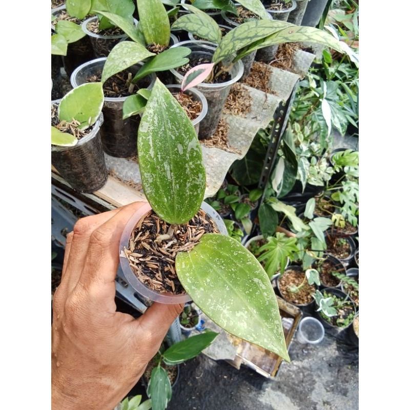 Hoya Rangsan Splash
