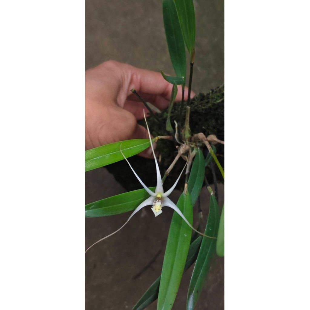 Dendrobium section diplocaulobium by ZamZam Plant