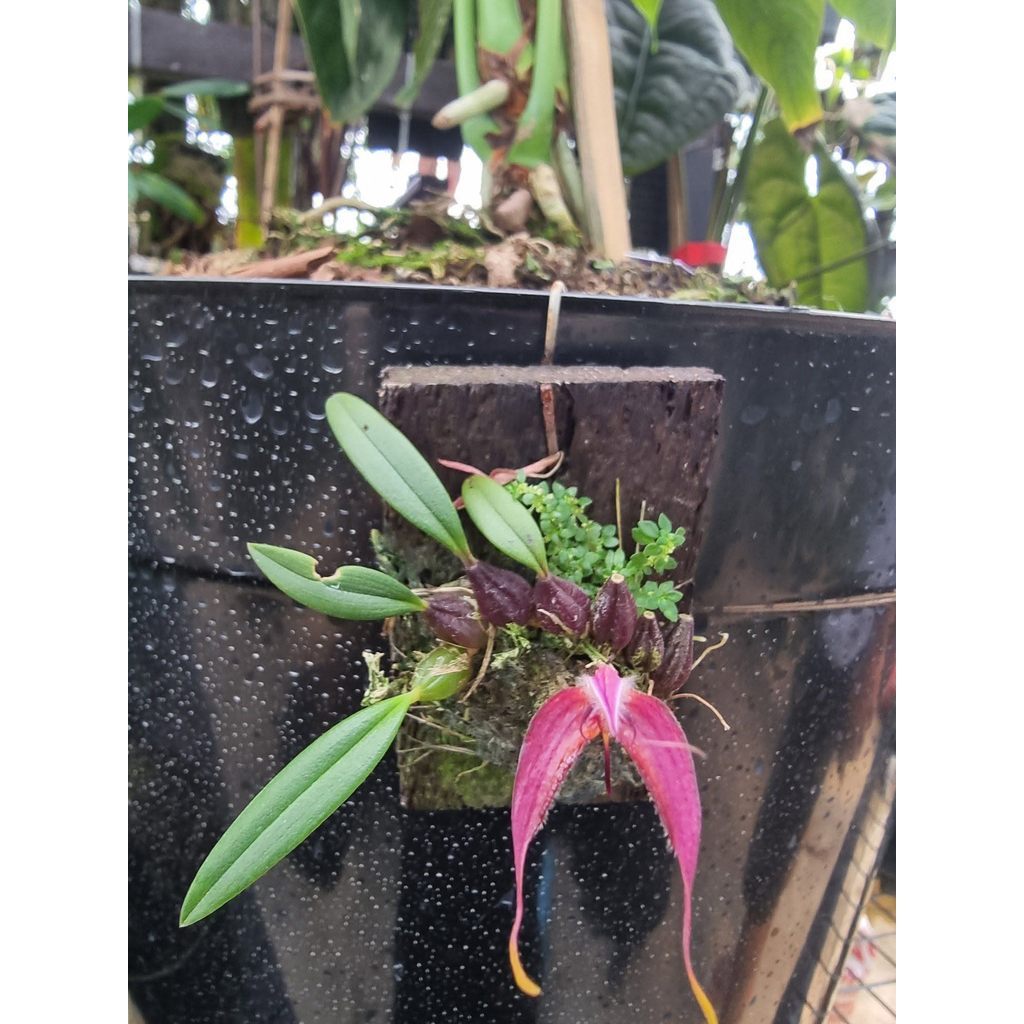 Rare Bulbophyllum Longicaudatum Orchid