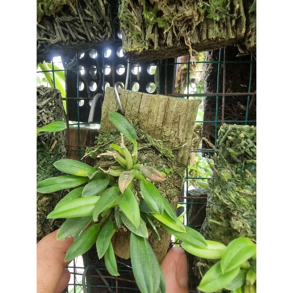 Bulbophyllum citrinum by agung