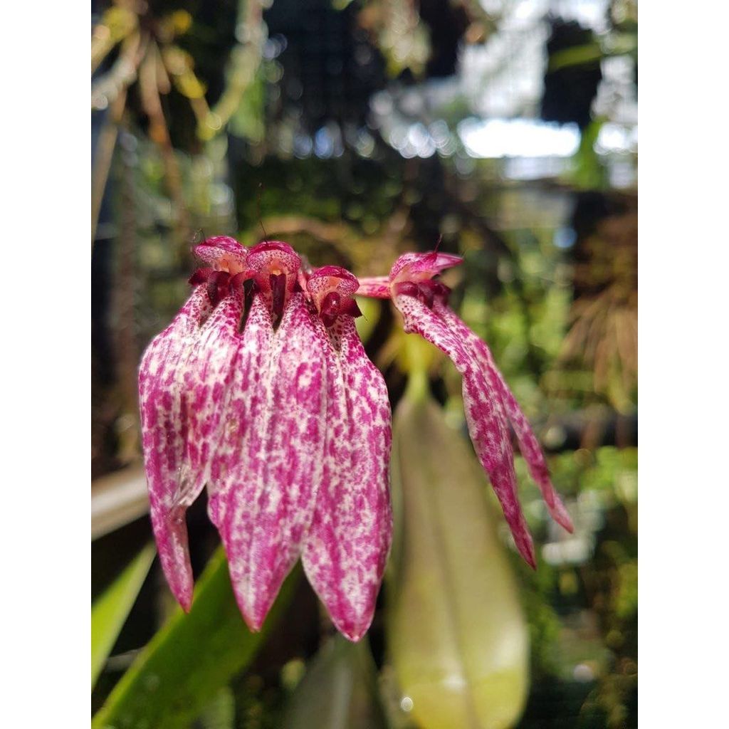 Bulbophyllum longiflorum pink by Andika S$150