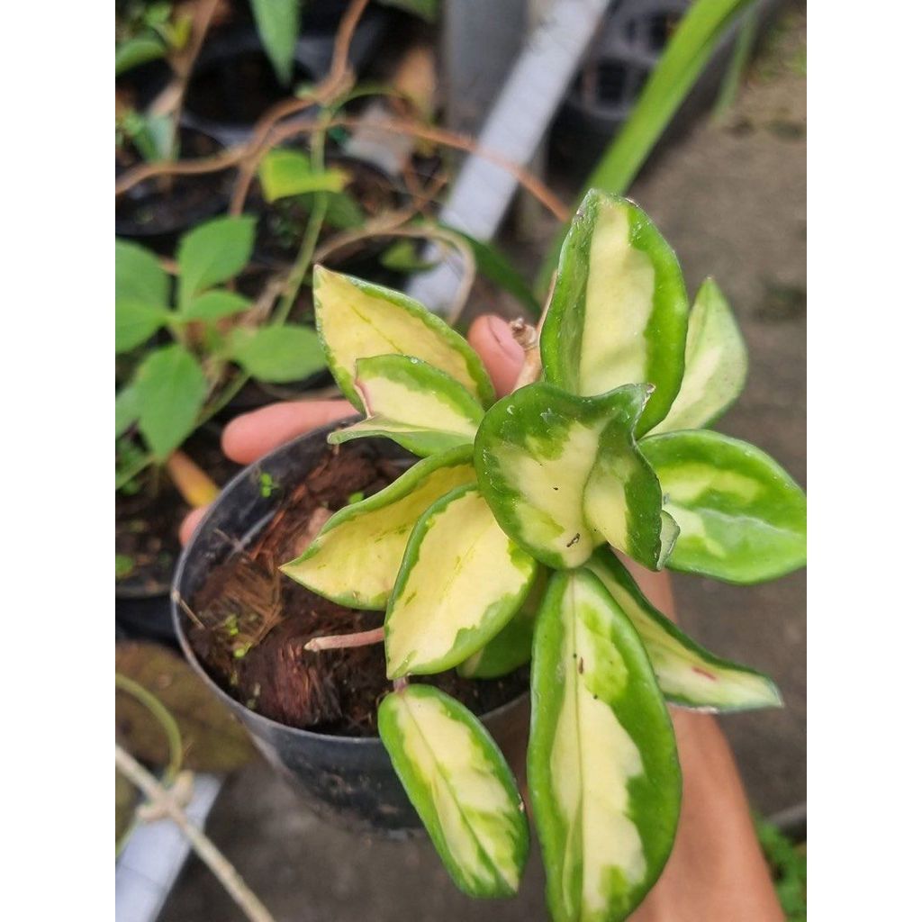 hoya carnosa krimson variegata by AgungJihan
