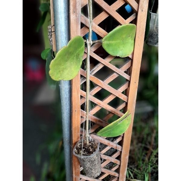 Hoya Excava