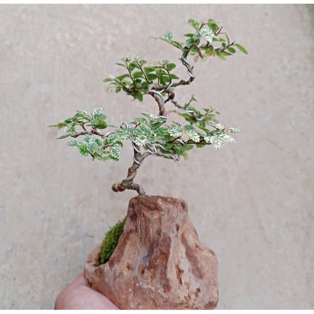Ulmus micro varigata shito size 10cm By Yusup Bonsai