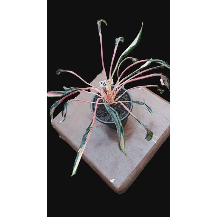 Ultra rare aglonema contorted leaves