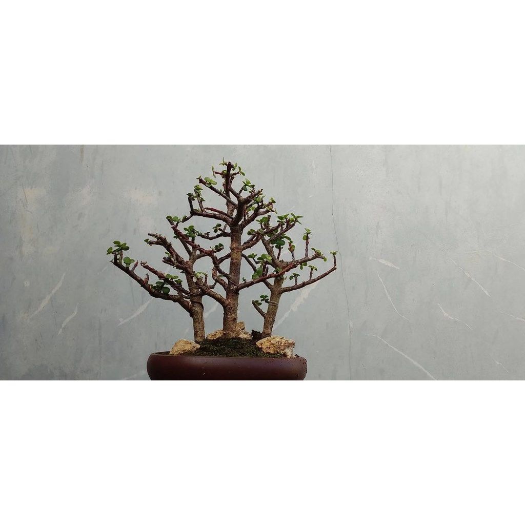Grouping Jade Plant