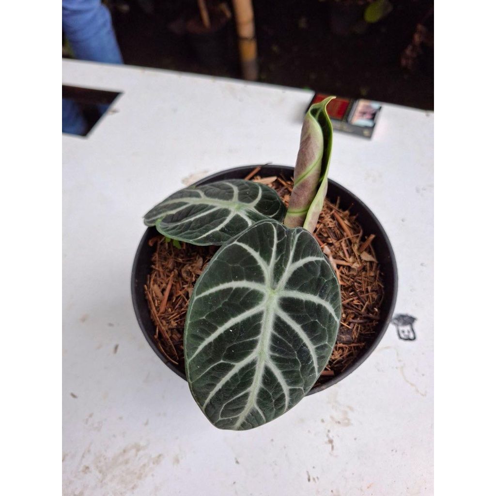 Alobnica black velvet
