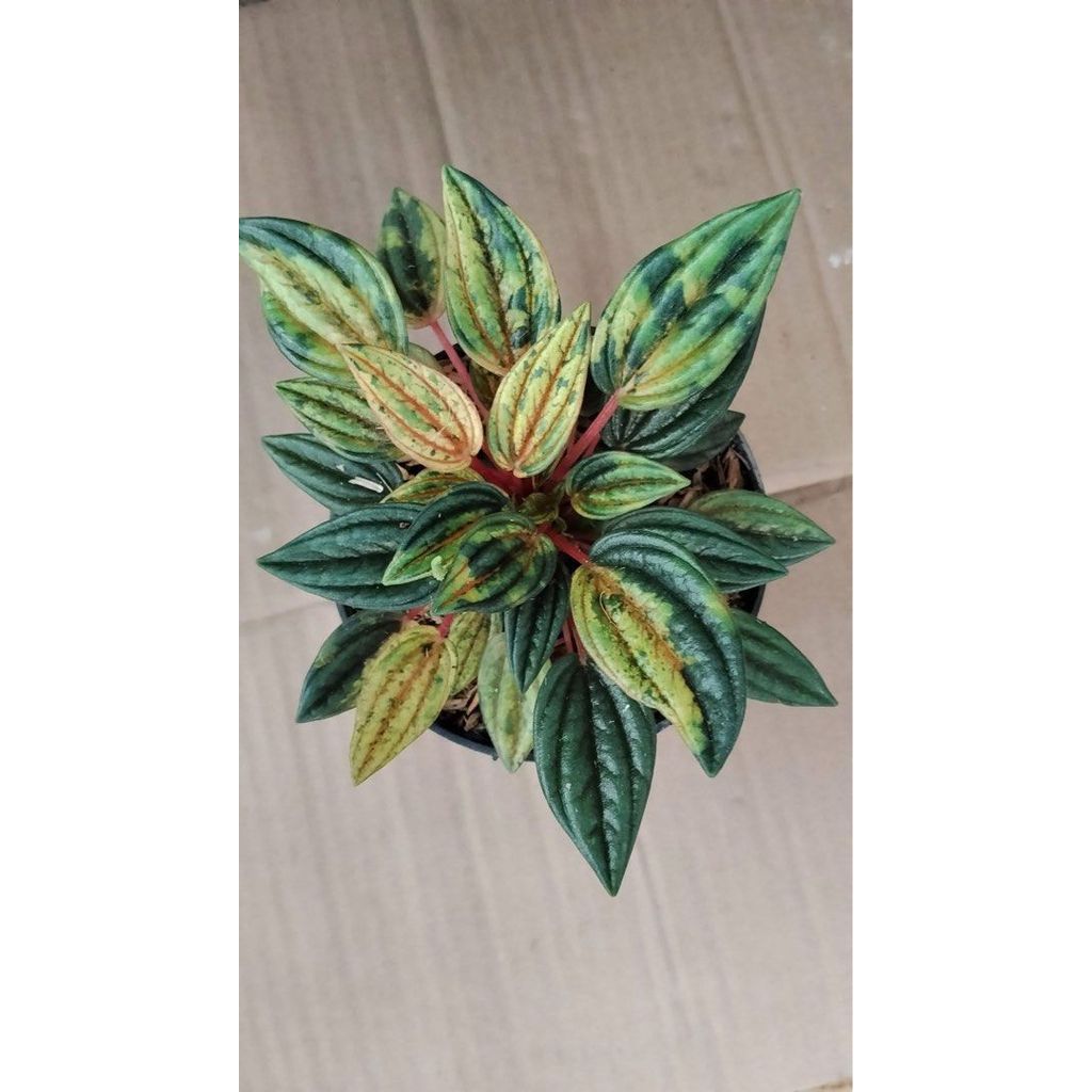 Peperomia roso variegated