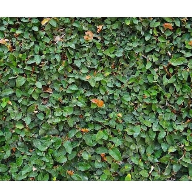 Creeping Fig / 爬墙小榕 / Dolar Rambat / दीवार बेल पौधा – Ficus Repens Singapore – Fast Climbing, Dense Roots, Easy Care, Wa